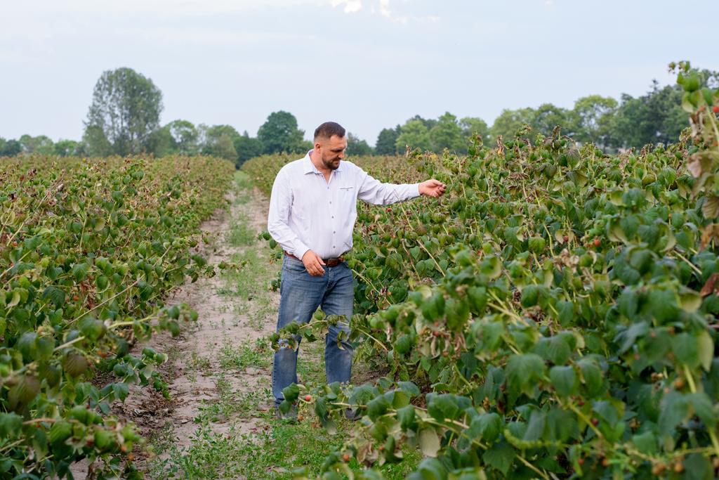 Sadzonki truskawek z dobrze rozwiniętym systemem korzeniowym