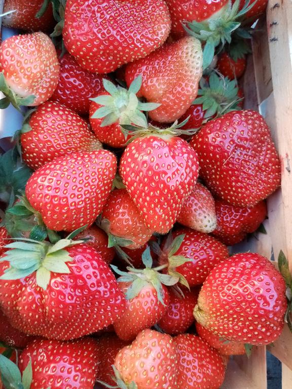 Plantacja truskawek w szkółce – województwo łódzkie