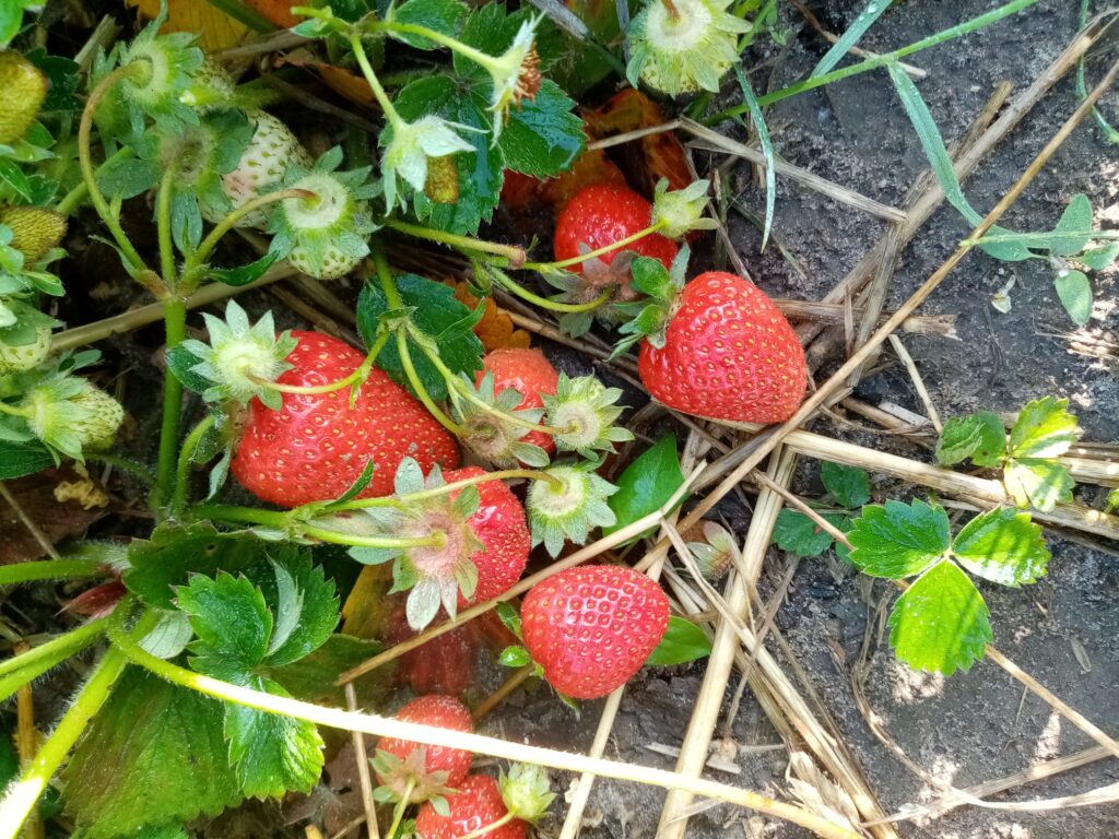 Owoce z naszych sadzonek truskawek w tym roku