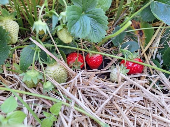 świeże truskawki prosto z plantacji